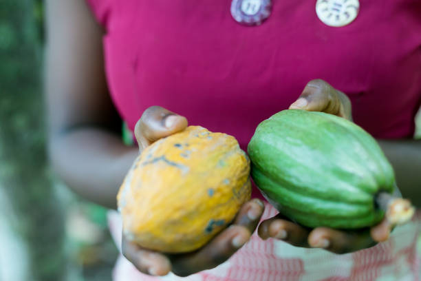 istock Unrecognizable female farmer holding cocoa pods 656962276