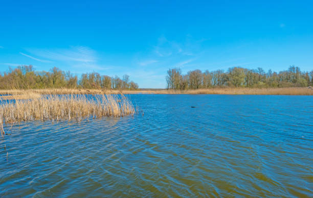 Shore of a lake in wetland in spring