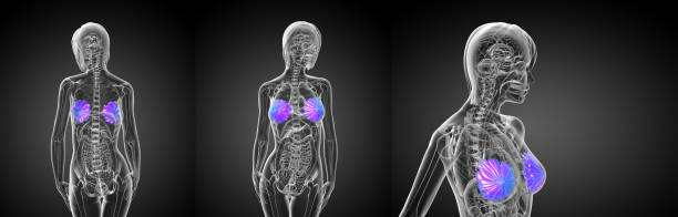 3D Rendering medizinische Illustration der menschlichen Brust – Foto
