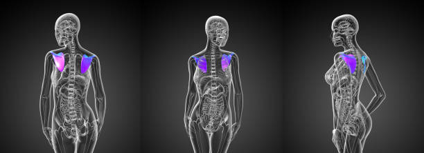 istock 3d rendering medical illustration of the scapula bone 656965342