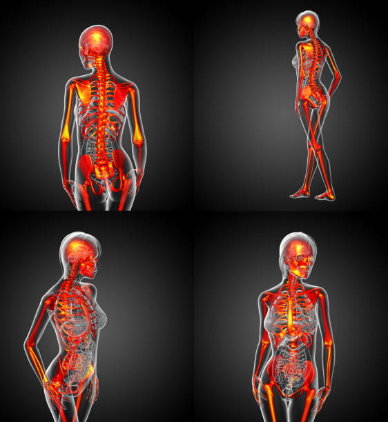 istock 3D rendering medical illustration of the human skeleton 656965390