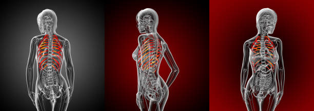 istock 3d rendering medical illustration of the ribcage 656965426