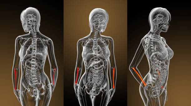 istock 3d rendering medical illustration of the radius bone 656965430