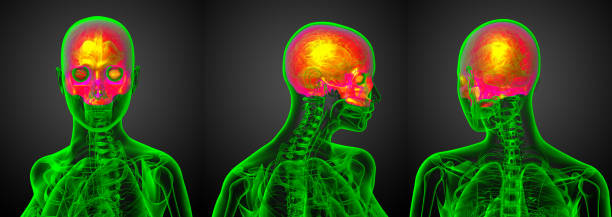 istock 3d rendering medical illustration of the upper skull 656965836