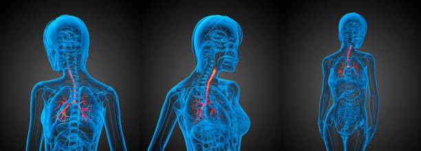 istock 3D rendering medical illustration of the  bronchi 656965962