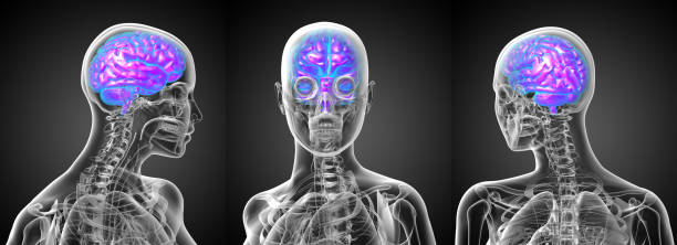 3d ilustración médica de la representación del cerebro humano - brain human spine brain stem cerebellum fotografías e imágenes de stock