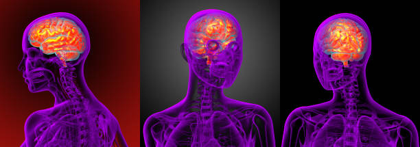 istock 3d rendering medical illustration of the brain 656968330