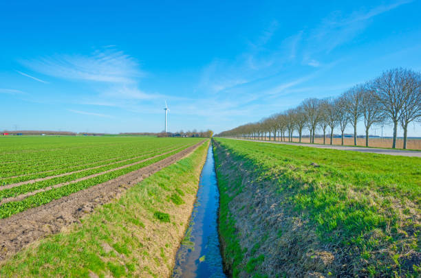 Field with tulips just starting to grow