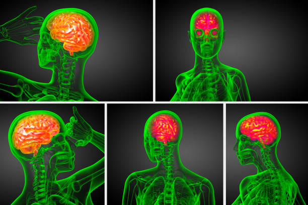 3d ilustración médica de procesamiento del cerebro - brain human spine brain stem cerebellum fotografías e imágenes de stock