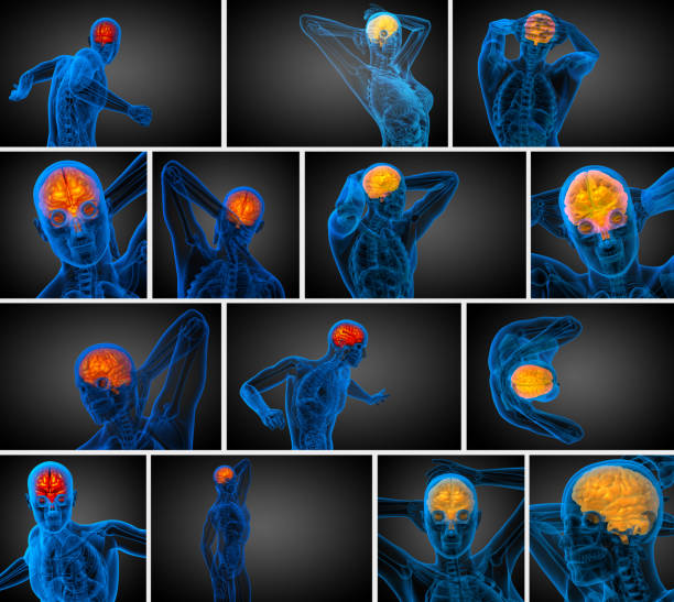 3d ilustración médica de procesamiento del cerebro - brain human spine brain stem cerebellum fotografías e imágenes de stock