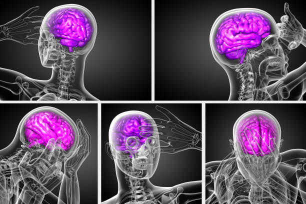 3d ilustración médica de procesamiento del cerebro - brain human spine brain stem cerebellum fotografías e imágenes de stock