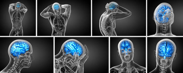 ilustração de médicos de renderização 3d do cérebro - vista traseira - brain human spine brain stem cerebellum - fotografias e filmes do acervo