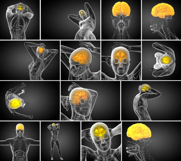 3d ilustración médica de procesamiento del cerebro - brain human spine brain stem cerebellum fotografías e imágenes de stock