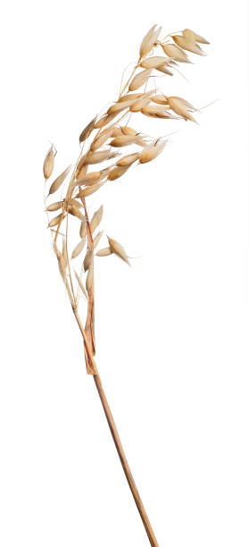 istock isolated golden dry oat 656971750