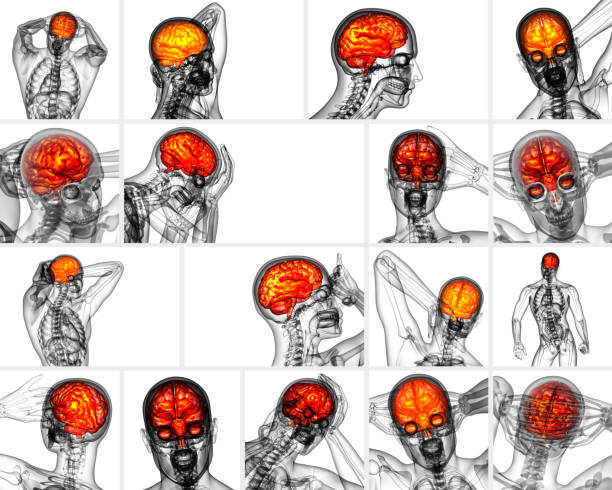 3d ilustración médica de procesamiento del cerebro - brain human spine brain stem cerebellum fotografías e imágenes de stock