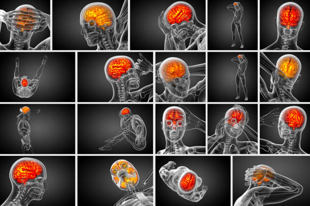 3d ilustración médica de la representación del cerebro - vista trasera - brain human spine brain stem cerebellum fotografías e imágenes de stock