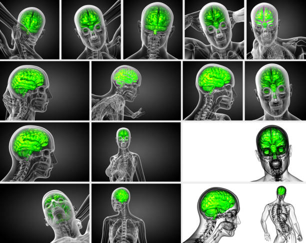 ilustração de médicos de renderização 3d do cérebro - vista traseira - brain human spine brain stem cerebellum - fotografias e filmes do acervo