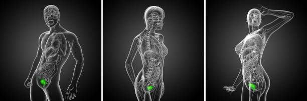 istock 3d rendering medical illustration of the bladder 656972350