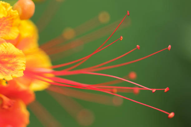 A flower, sometimes known as a bloom or blossom, is the reproductive structure found in flowering plants. The biological function of a flower is to effect reproduction, usually by providing a mechanism for the union of sperm with eggs.