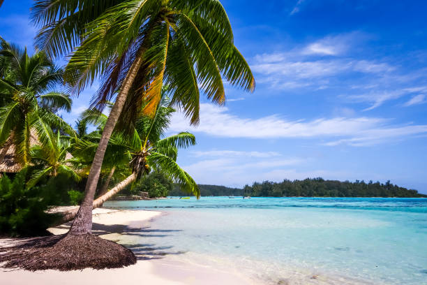 istock Paradise tropical beach and lagoon in Moorea Island 656974846
