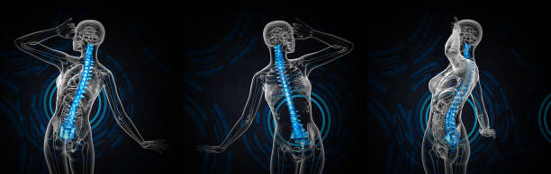3d rendering medical illustration of the human spine