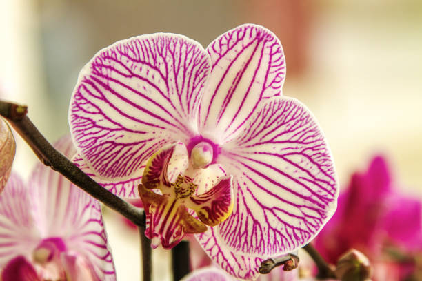 istock bud beautiful flower room striped orchid 656976534