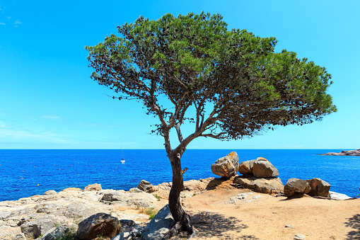 Mediterranean sea rocky coast summer view with pine tree (near Tamariu bay, Costa Brava, Catalonia, Spain.
