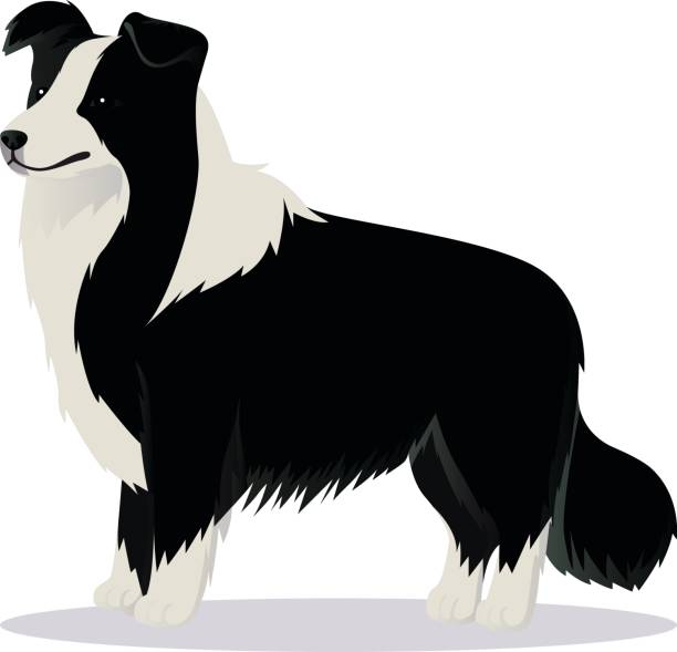 Vetores de Ilustração De Sessão Engraçado Cachorro Cão Pastor Inglês Antigo  e mais imagens de Cão Pastor - iStock