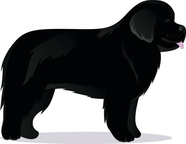 Newfoundland dog black Newfoundland dog black vector illustration newfoundland dog stock illustrations