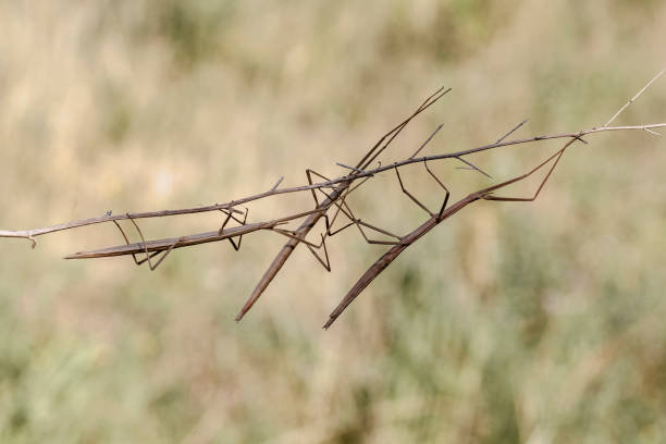 istock Walking stick, Diapheromera femorata, Phasmatodea 656993298