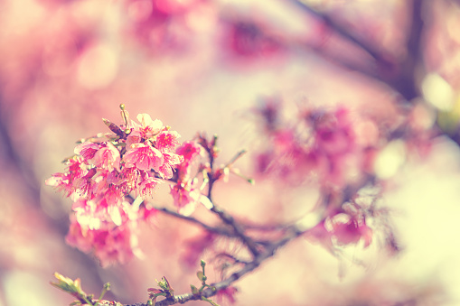 Soft focus Cherry Blossom or Sakura flower on nature, blue sky background