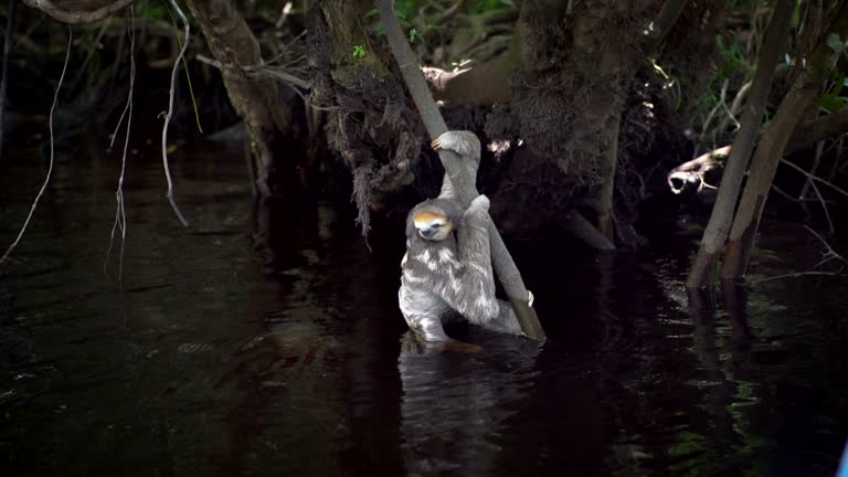 Sloth hanging on a tree branch. Cooling paws in the river