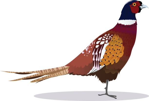 ilustraciones, imágenes clip art, dibujos animados e iconos de stock de paloma - pheasant hunting feather game shooting
