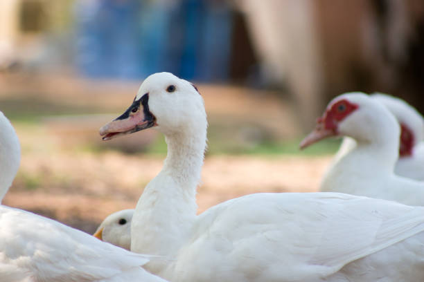 goose, duck