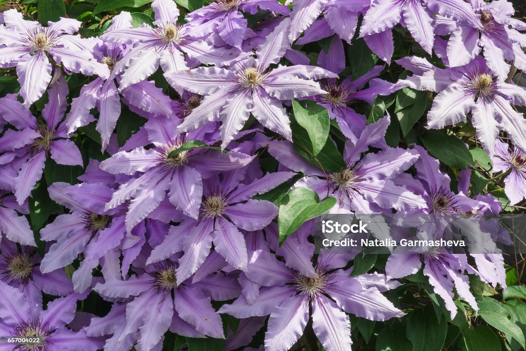 The flowers of clematis cultivars of Polish General Sikorski (lat. Clematis General Sikorski) The flowers of clematis cultivars of Polish General Sikorski (lat. Clematis General Sikorski). Floral background Abundance Stock Photo