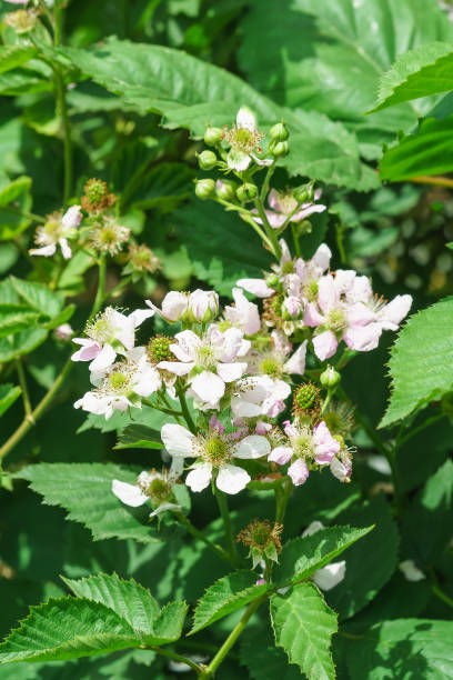 Branch lush flowering BlackBerry (lat. Rubus) in the garden Branch lush flowering BlackBerry (lat. Rubus) in the garden. Sunny summer day kachina doll photos stock pictures, royalty-free photos & images