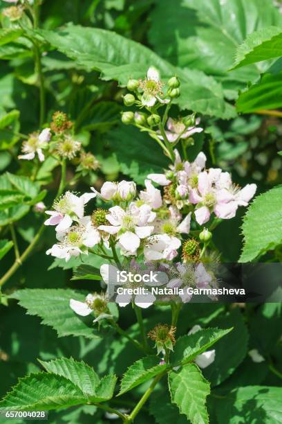 Branch Lush Flowering Blackberry In The Garden Stock Photo - Download Image Now