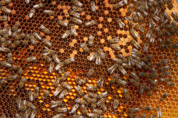 istock Working bees and collected pollen in the honeycomb. 657006562