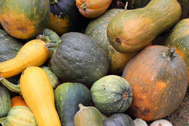 istock Diverse assortment of pumpkins. Autumn harvest. 657010066