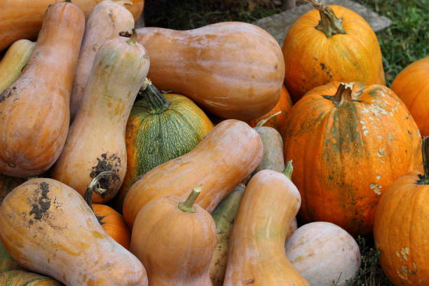 istock Diverse assortment of pumpkins. Autumn harvest. 657010424