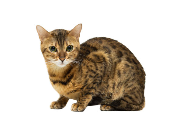 istock Cat Bengal breed leopard coloring sits, isolated on white 657012896