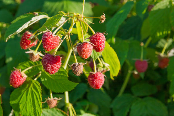 istock Close up of the ripe and unripe raspberry 657013166