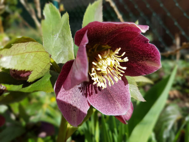 helleborus; purpurascens; christmas, rose - schneerose imagens e fotografias de stock