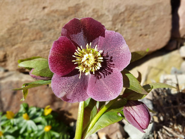 helleborus; purpurascens; christmas, rose - schneerose imagens e fotografias de stock