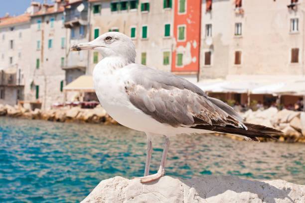 istock Beautiful seagull rests alone on the stone 657021016