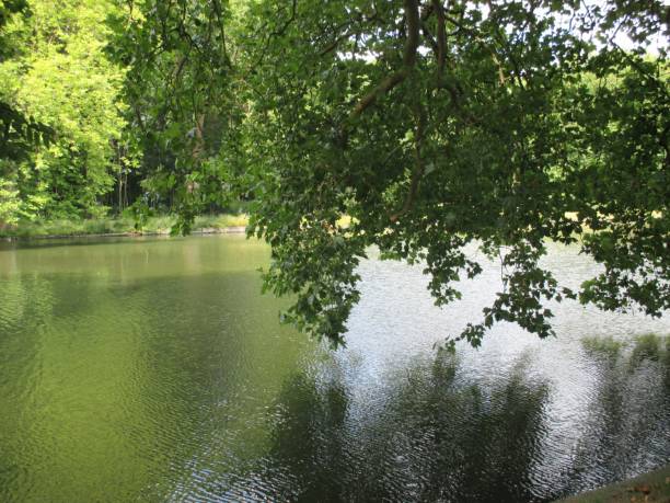 istock Reflections on the water of plane tree branches 657024422