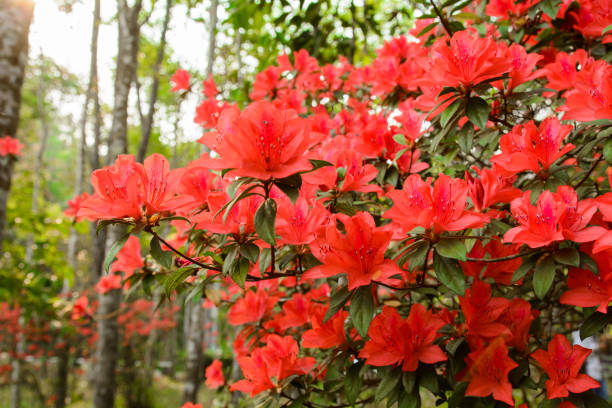 istock Beautiful  rhododendron flowers 657024426