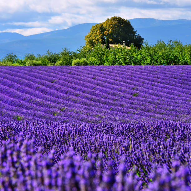 istock Lavender field, Provence, France 657024842
