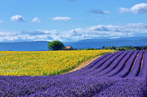 Stunning rural landscape with lavender field, sunflower field and old farmhouse on background. Plateau of Valensole, Provence, France