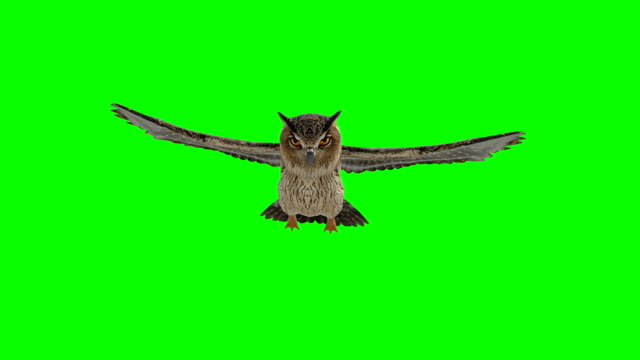 Owl Gliding Green Screen (Loopable)